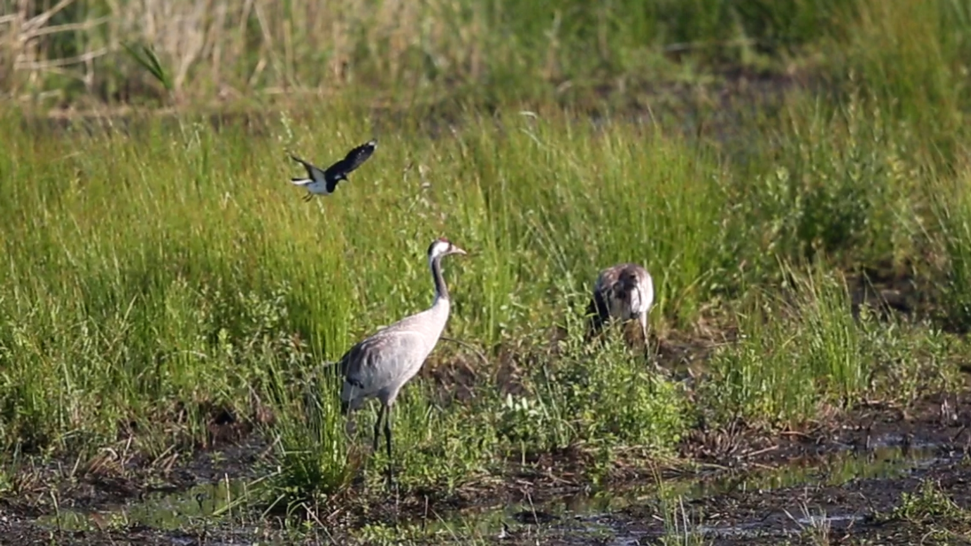 Kievit Valt Kraanvogels Aan Zelf Geschoten Vroege Vogels Bnnvara