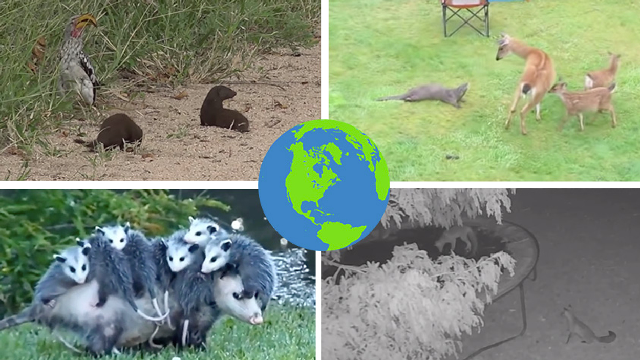 natuurfilmpjes 4