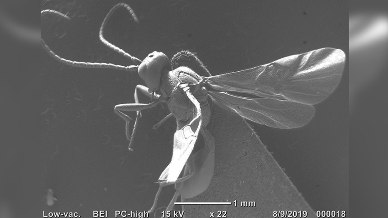 De nieuwe sluipwespensoort foto- Roel van Elsas, VU Universiteit