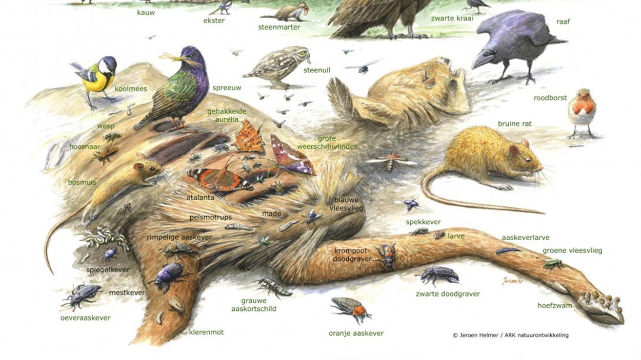 Herhaal Normalisatie Memoriseren Dode dieren in de natuur zijn onmisbaar - Vroege Vogels - BNNVARA