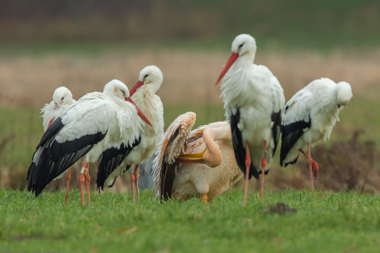 Pelikanen Komen Ook In Nederland Voor Vroege Vogels BNNVARA pelikanen-komen-ook-in-nederland-voor-vroege-vogels-bnnvara