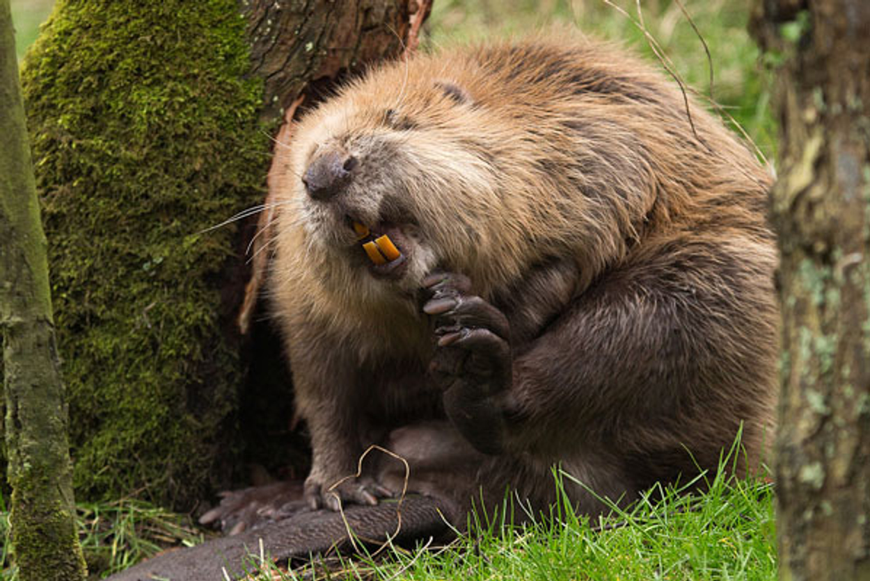 bever-vacht_kasteelheertje