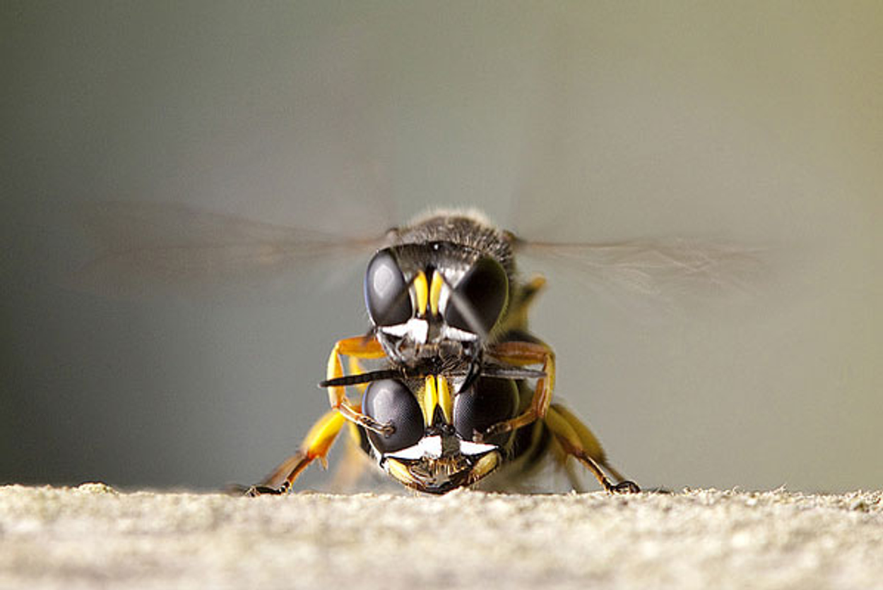 Herken de wesp (fotoserie) Vroege Vogels