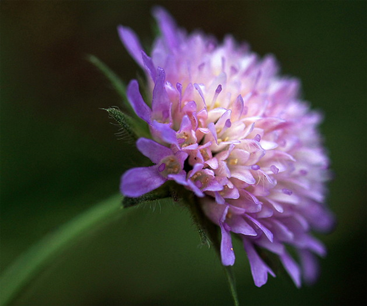 stroomdalflora-beemdkroon-joanne