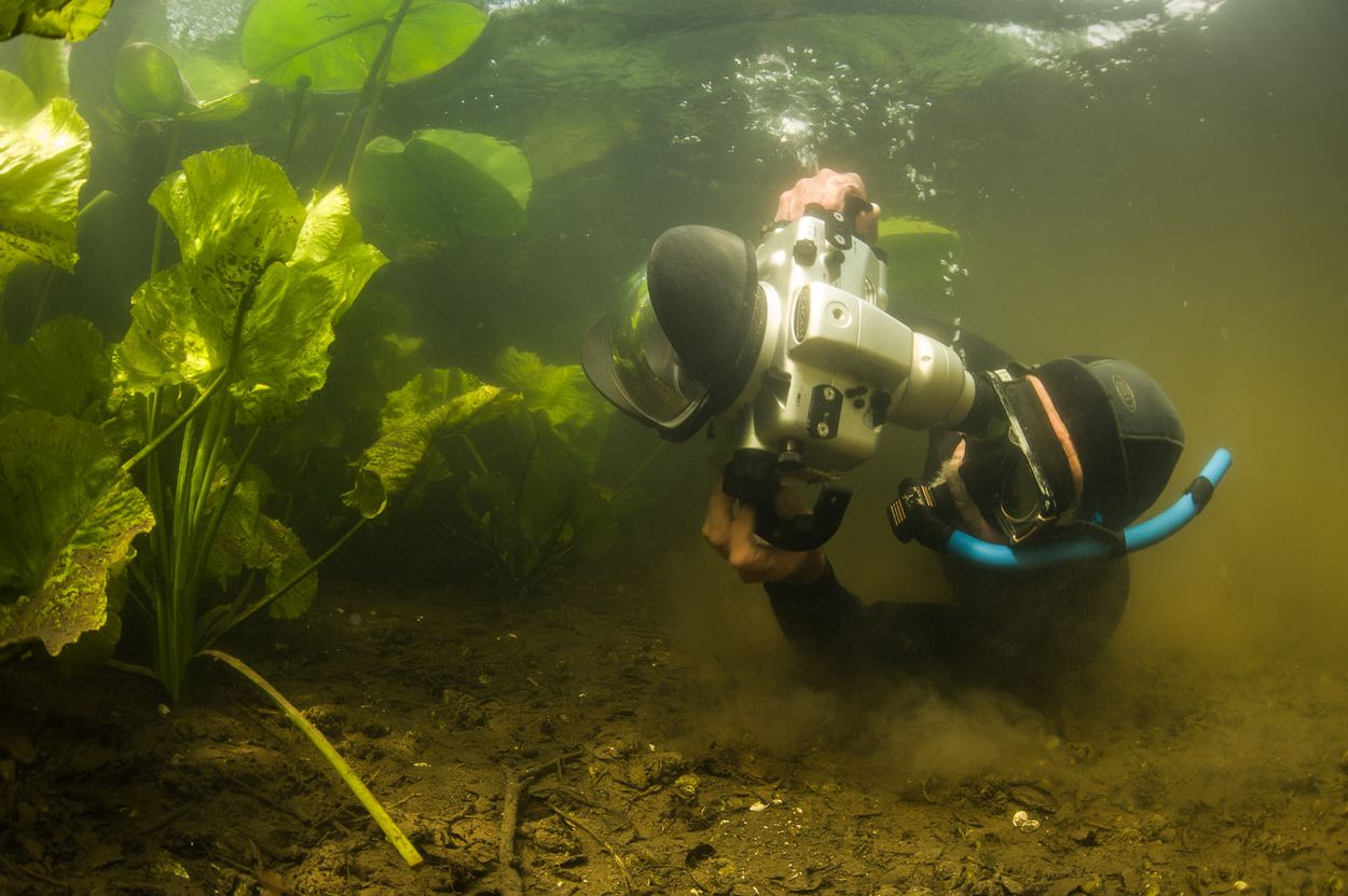 Afbeelding van Onderwaterfotograaf Willem Kolvoort fotografeert alleen nog in zijn vijver