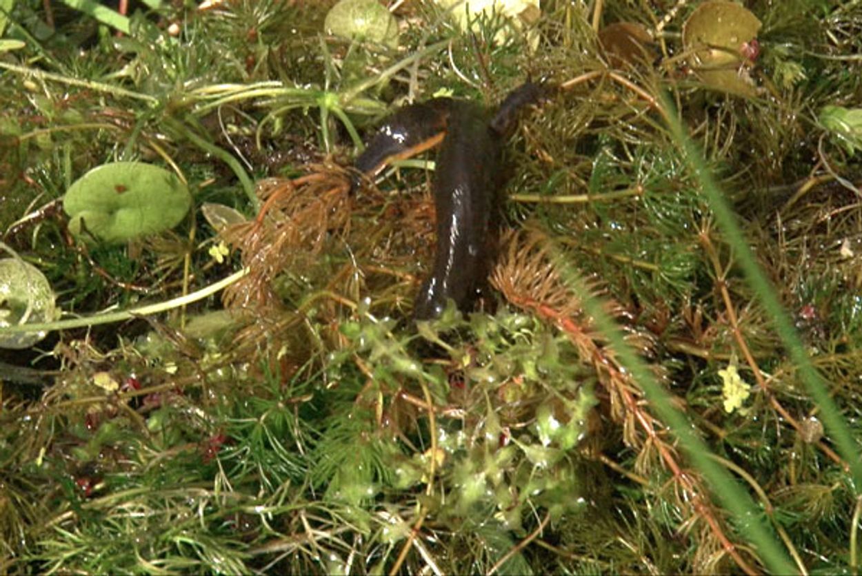 Tipvideo Tuin vol amfibieën en reptielen Vroege Vogels BNNVARA