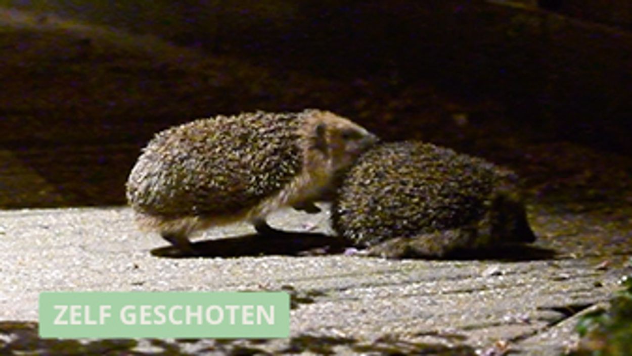 Twee egels in de tuin Vroege Vogels BNNVARA