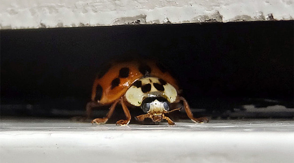 Lieveheersbeestjes in huis Vroege Vogels BNNVARA