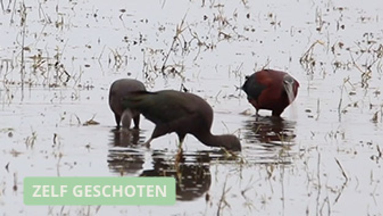 Afbeelding van Zwarte ibissen op zoek naar eten