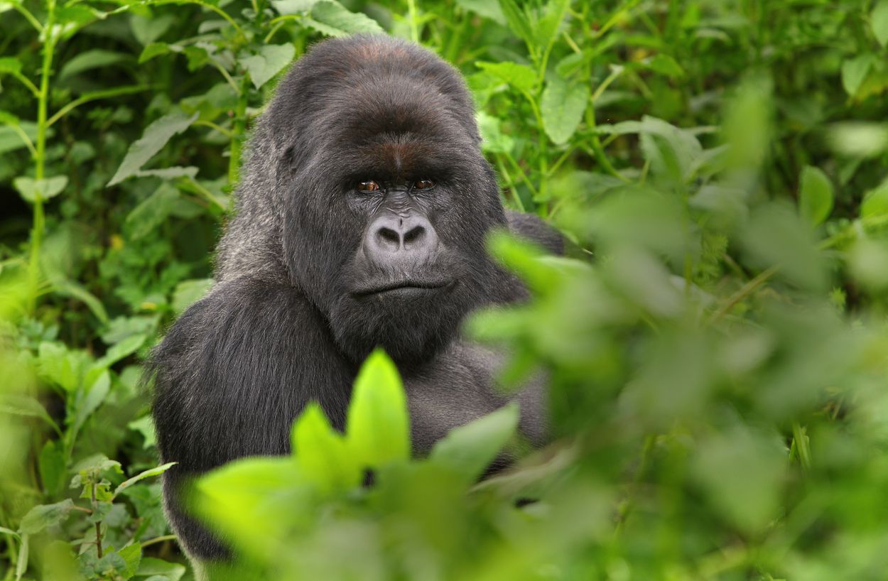Afbeelding van Aantal bedreigde berggorilla’s gestegen in Centraal-Afrika