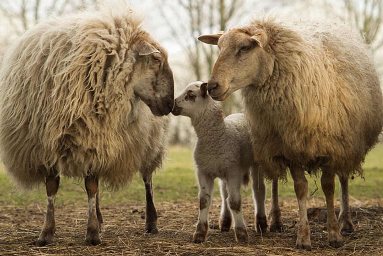 Let op omgevallen schapen! Vroege Vogels