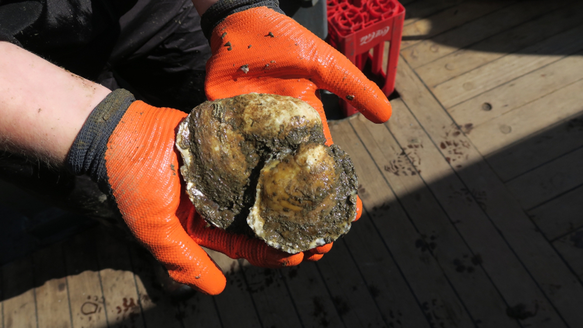 Volwassen oester en nakomeling