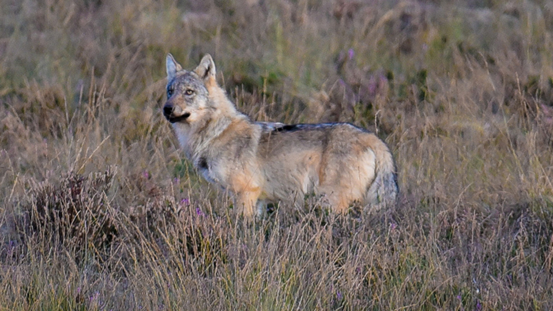 wolf_op_de_Veluwe_fotograaf_HilcoFransooijs