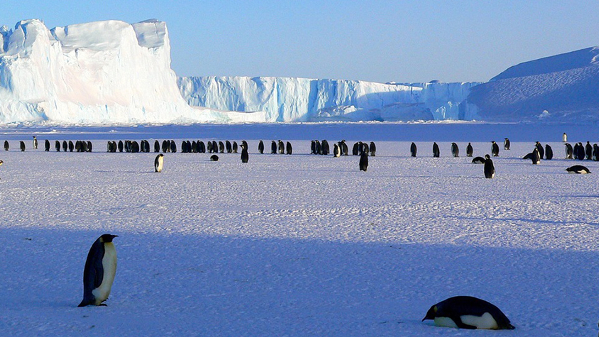 antartica_ijsberg_pinguin_pixabay