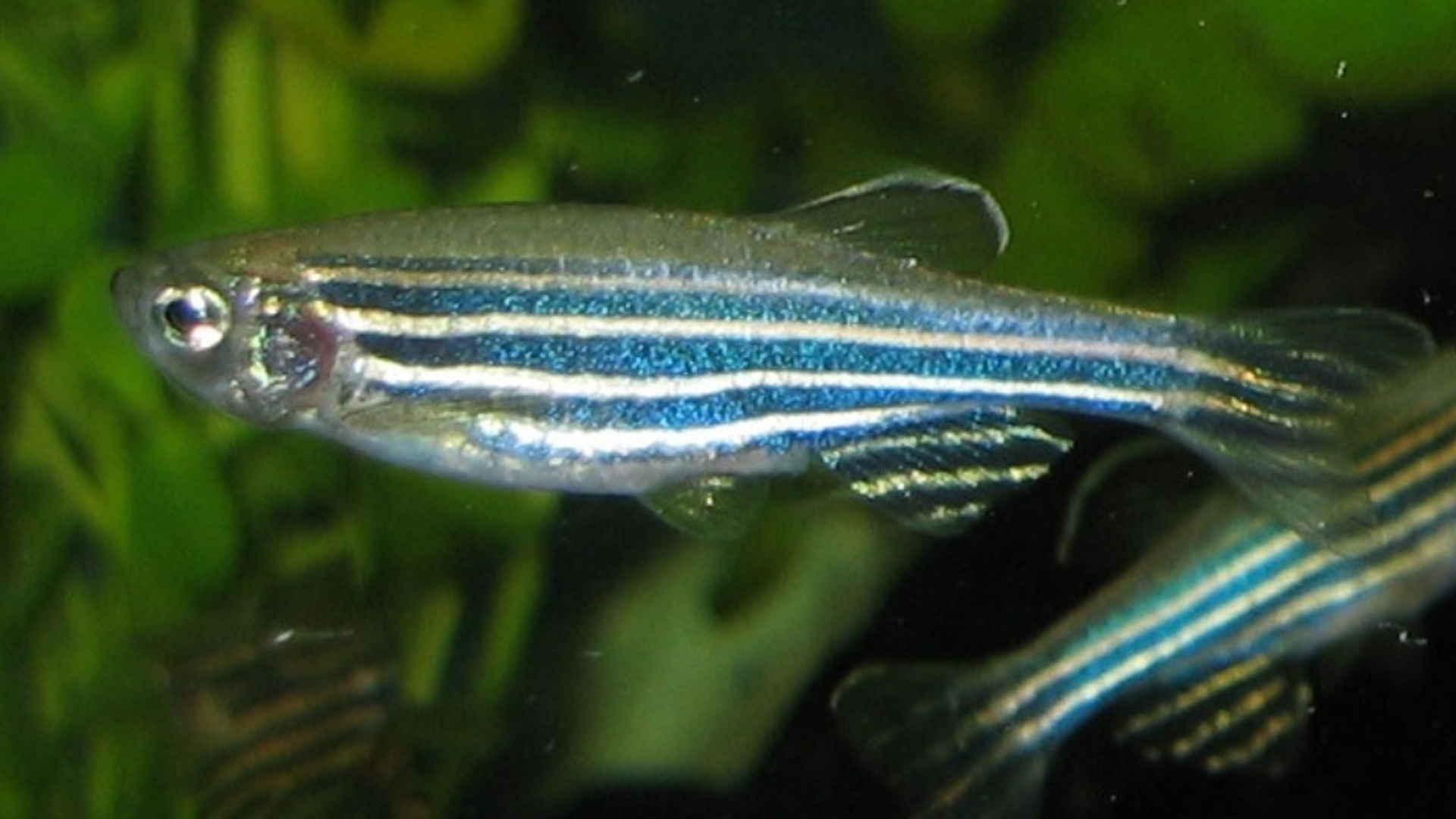 zebrafish-danio-rerioRS