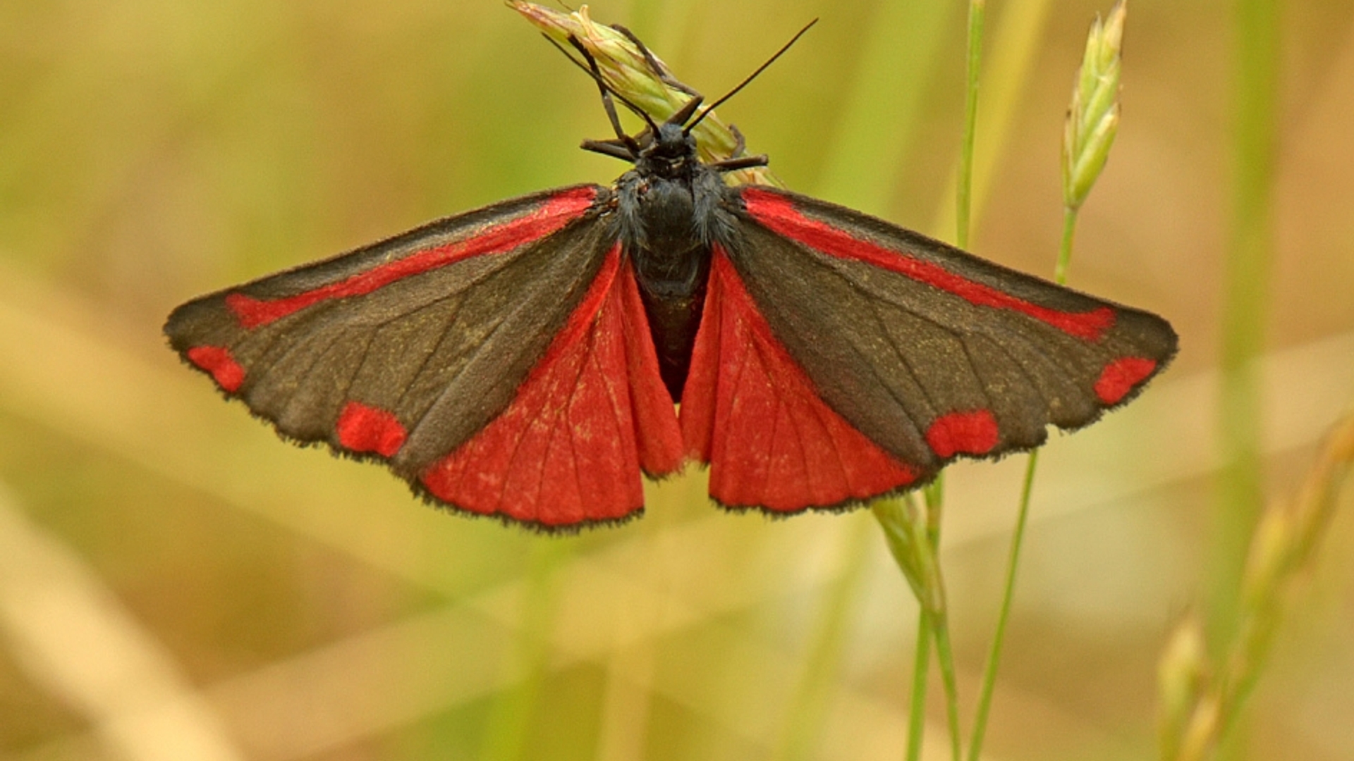 Vlinder sint-jacob (Gert Paassen)