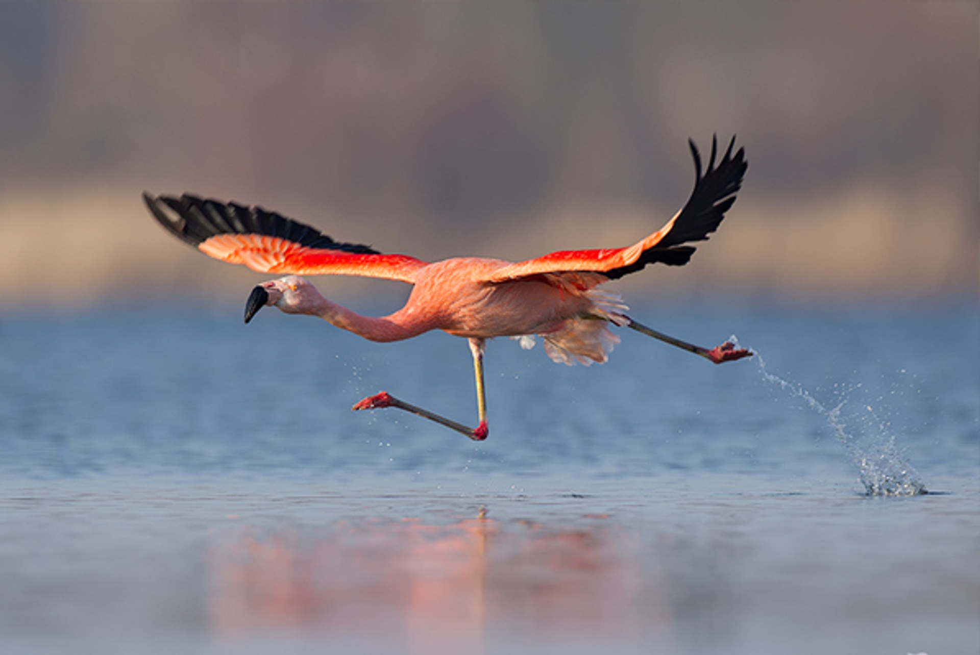 flamingo-groot