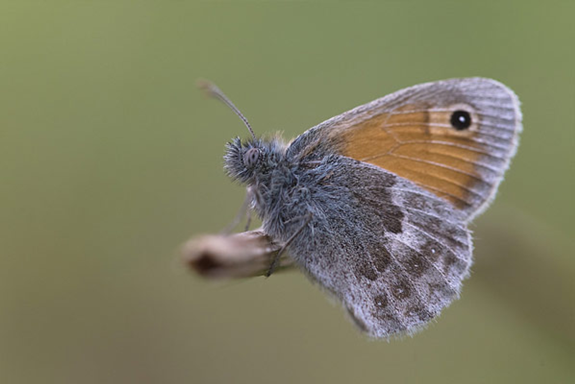 vlinder2