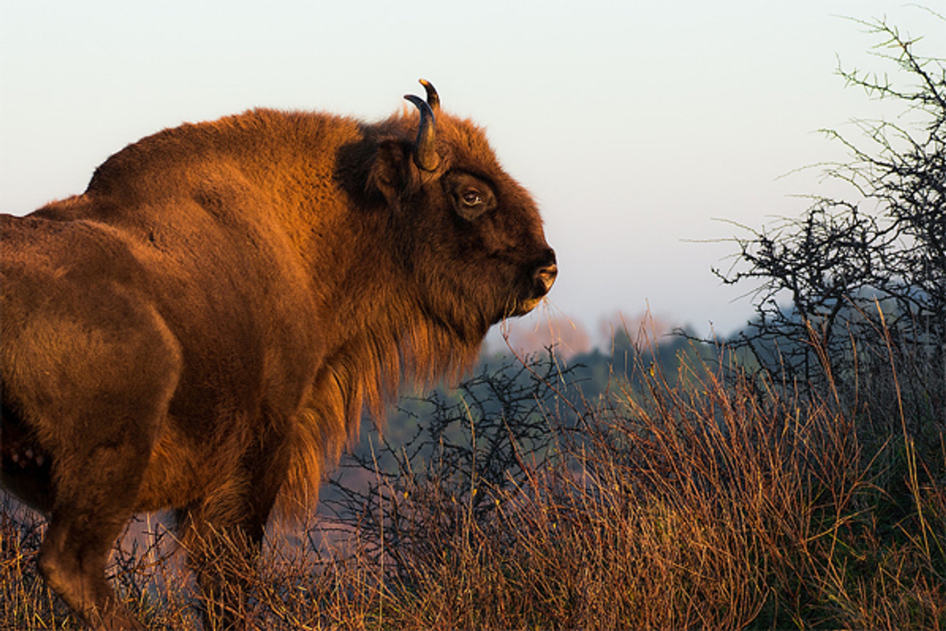 wisent-sylvain