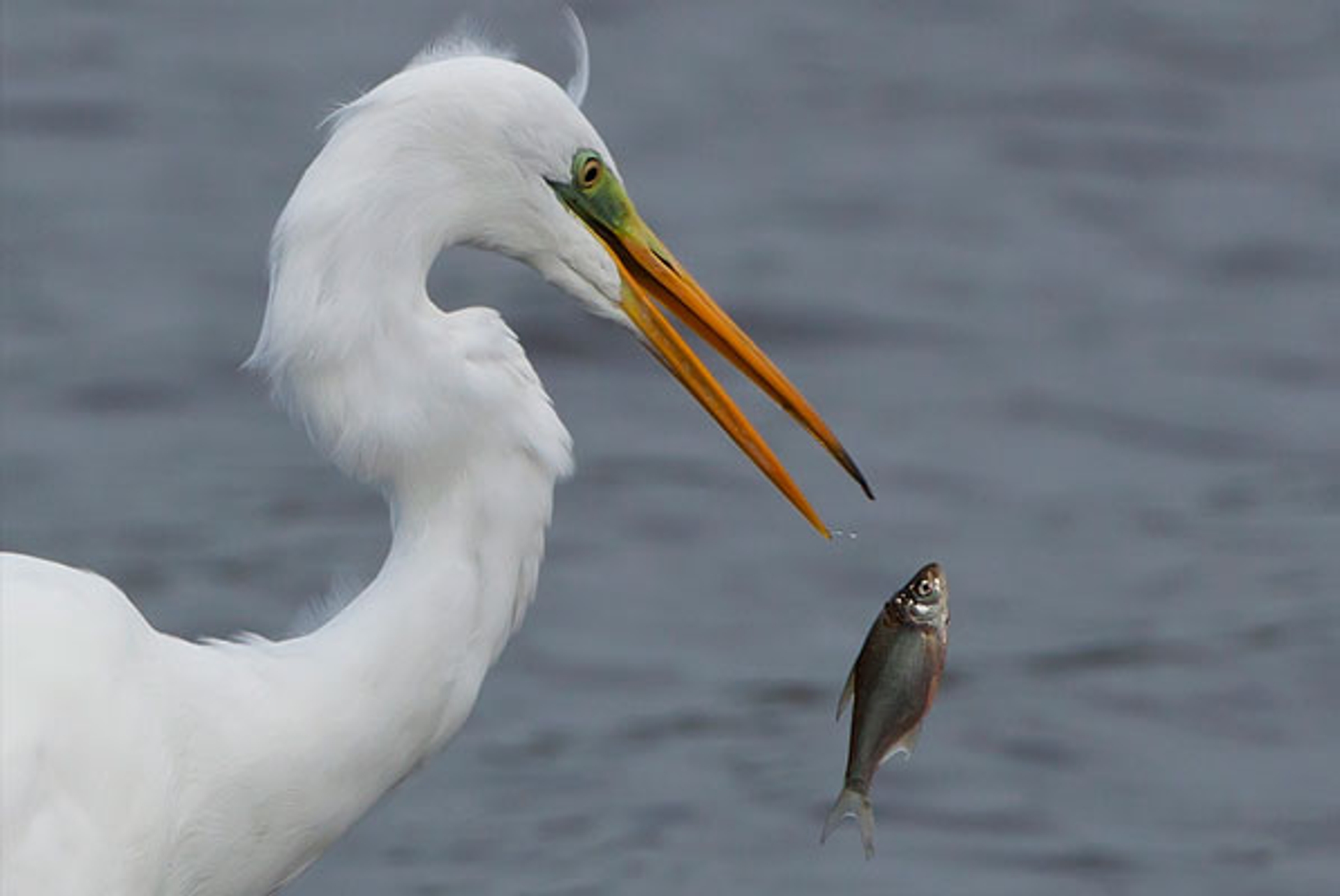 Zilverreiger-vis