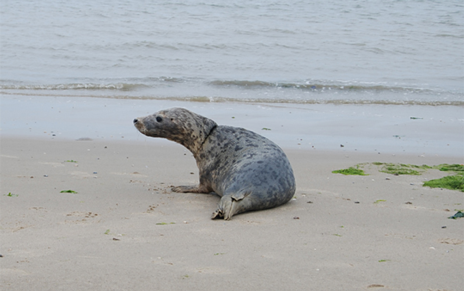 zeehond