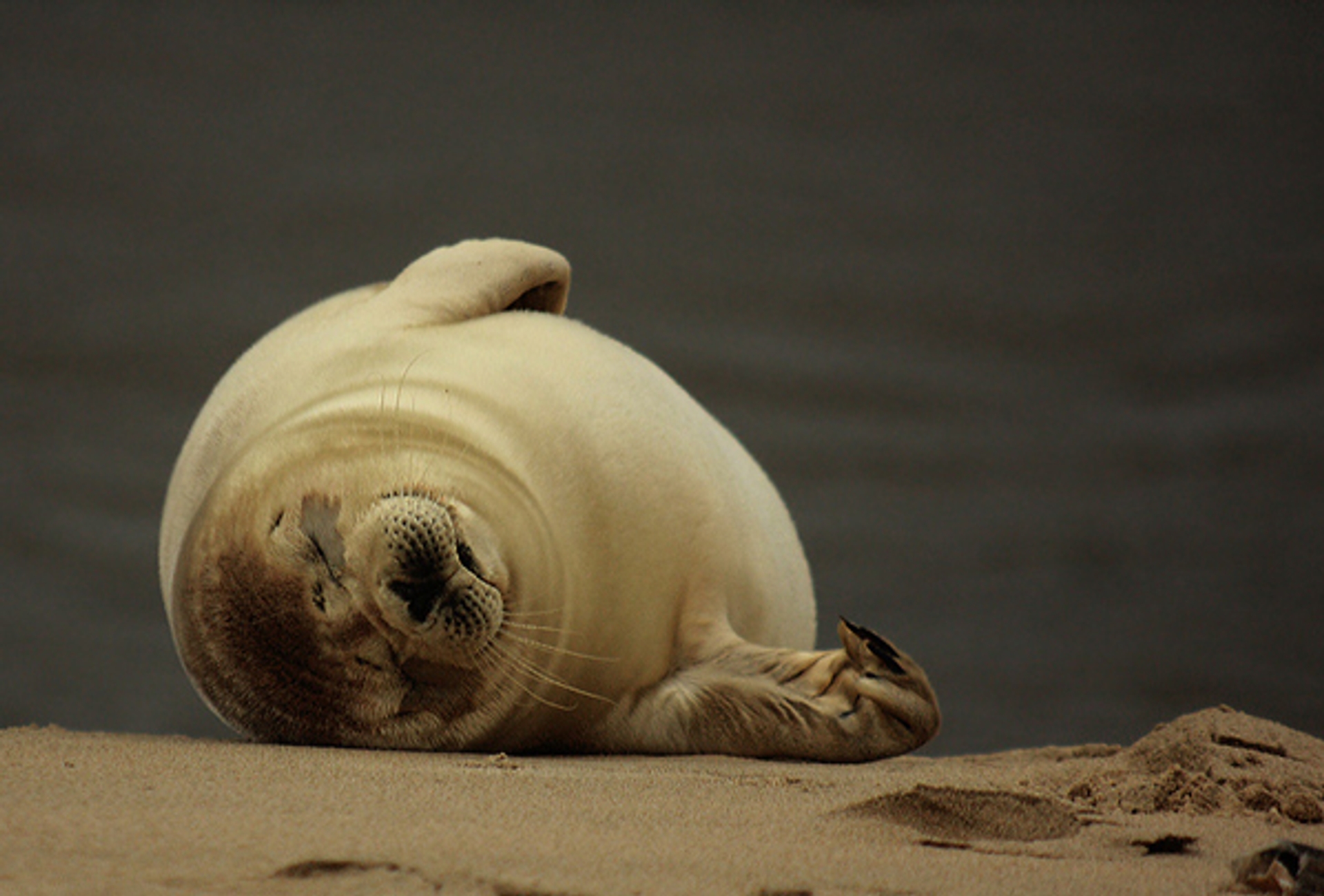 zeehond-andreaolthof