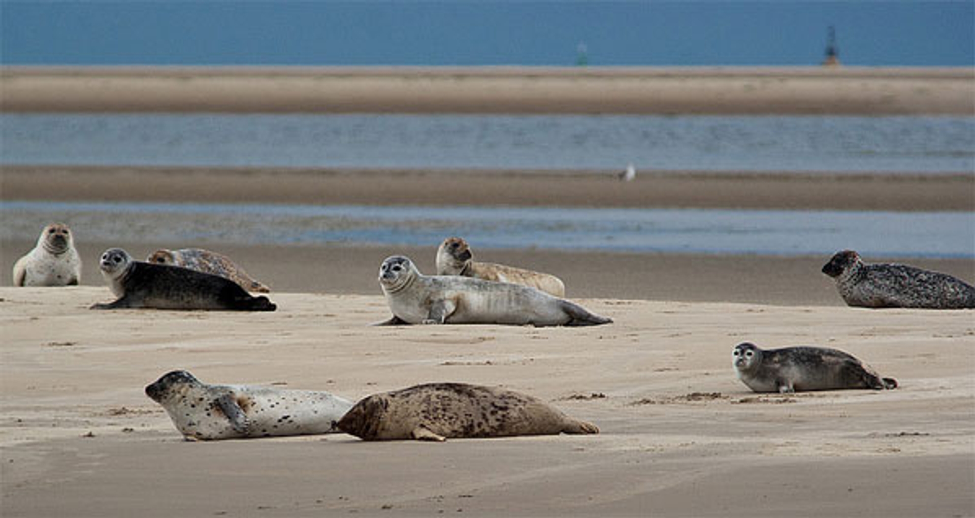 zeehondenplaat_HansSchouten