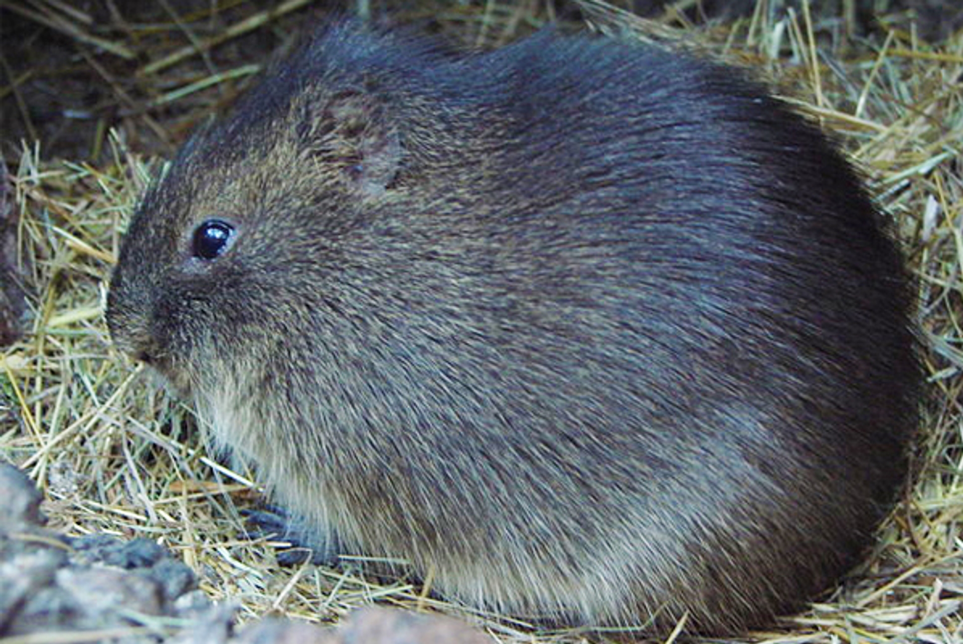 Cavia-magna_Guerin-Nicolas-Wikipedia_01