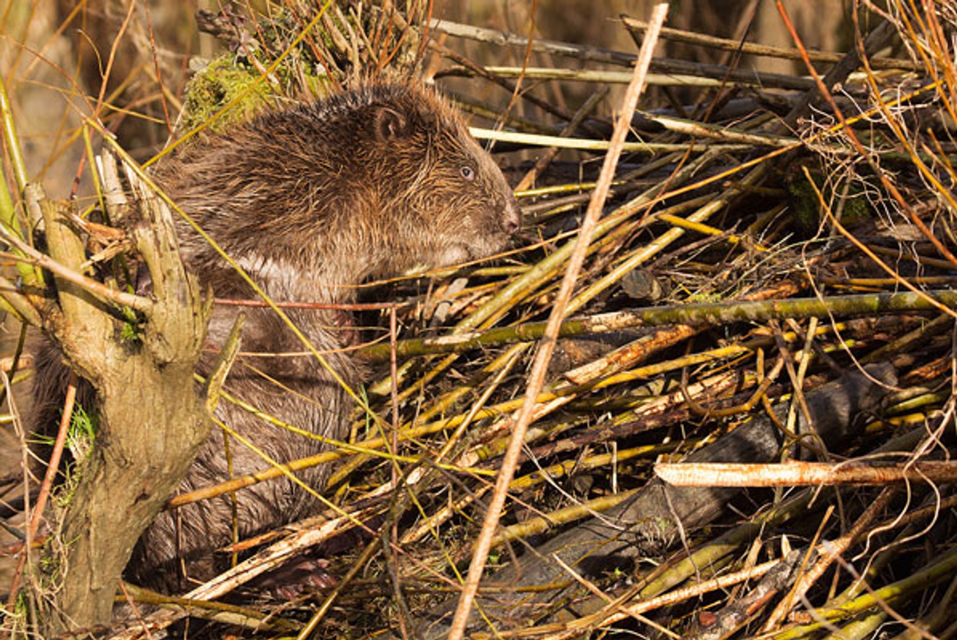 bever2-kasteelheertje