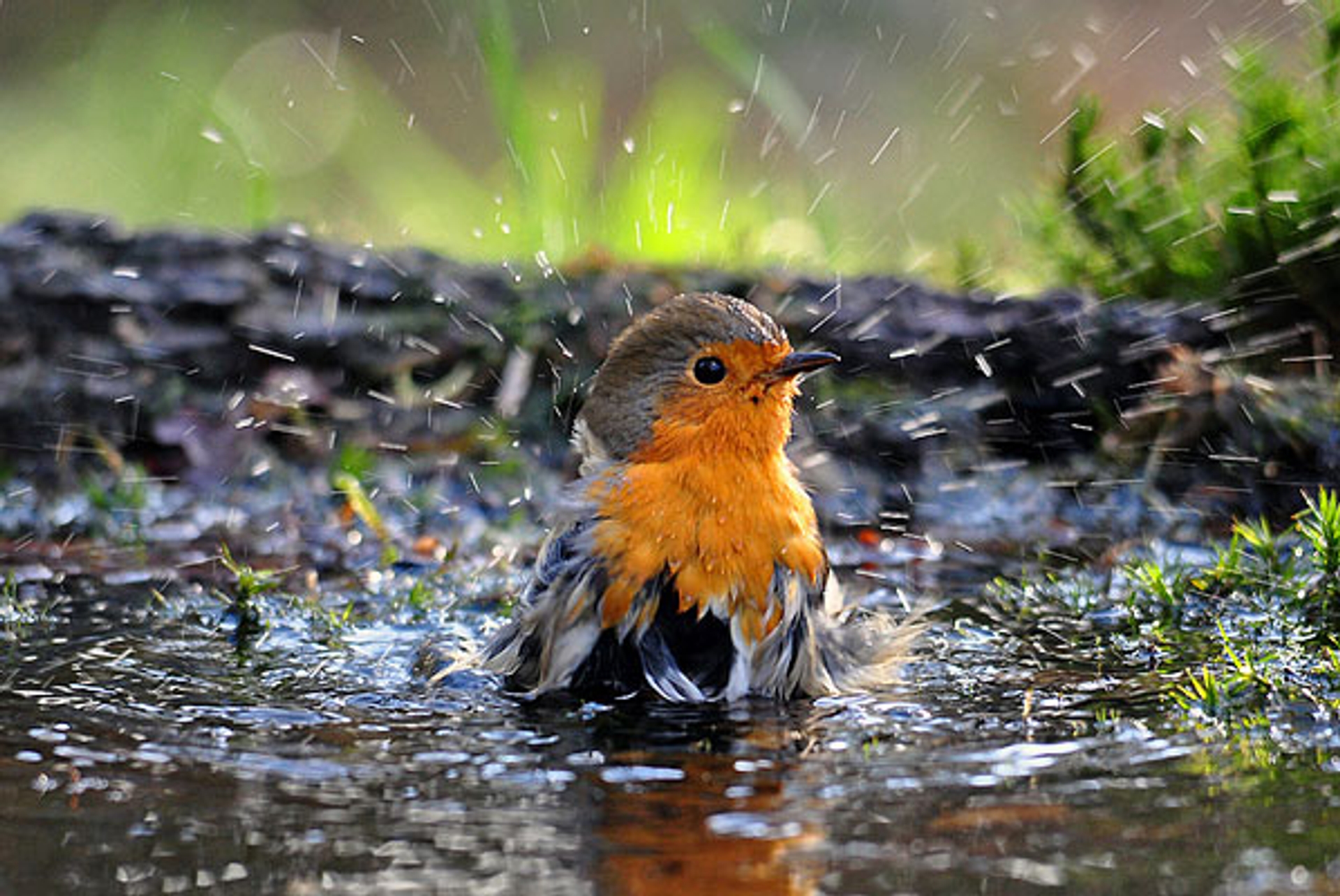 roodborst_aadHoogesteger