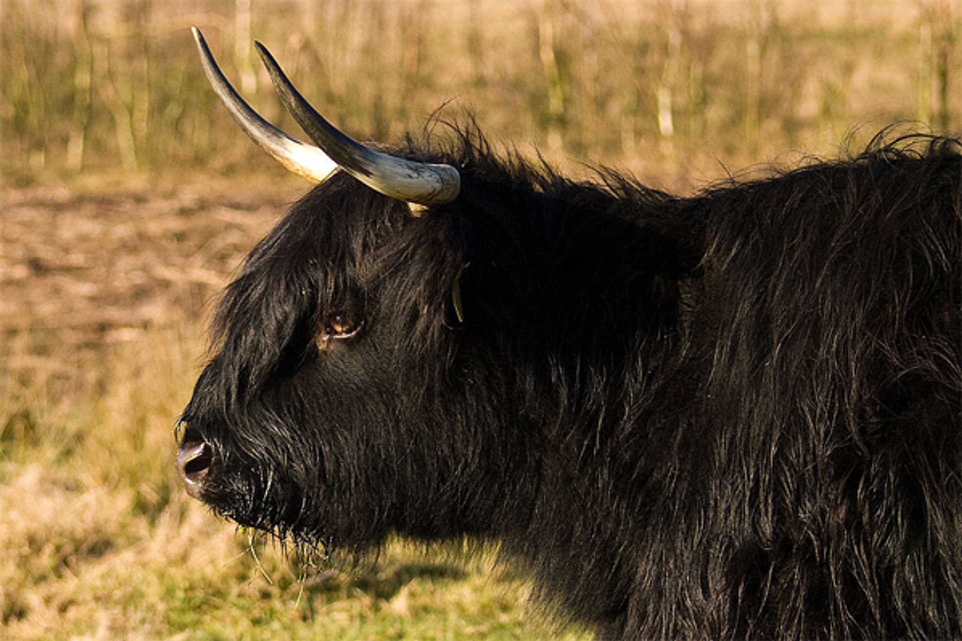 zwarte-hooglander---cubavink