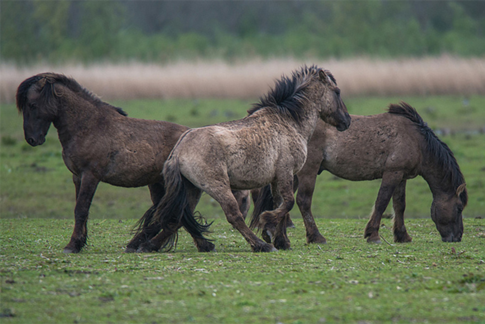 konikpaarden_PeterGooris