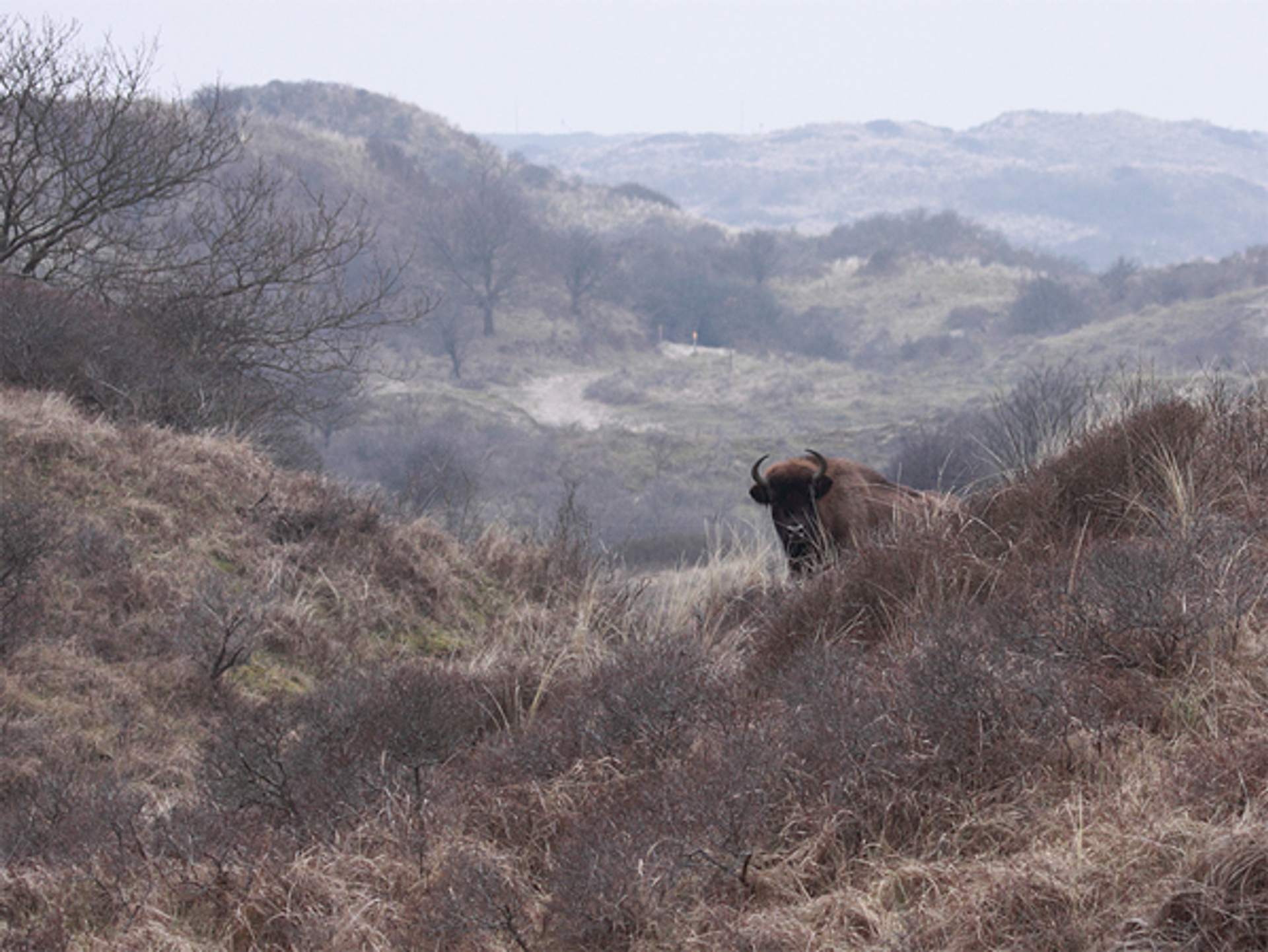 wisent-robvdw