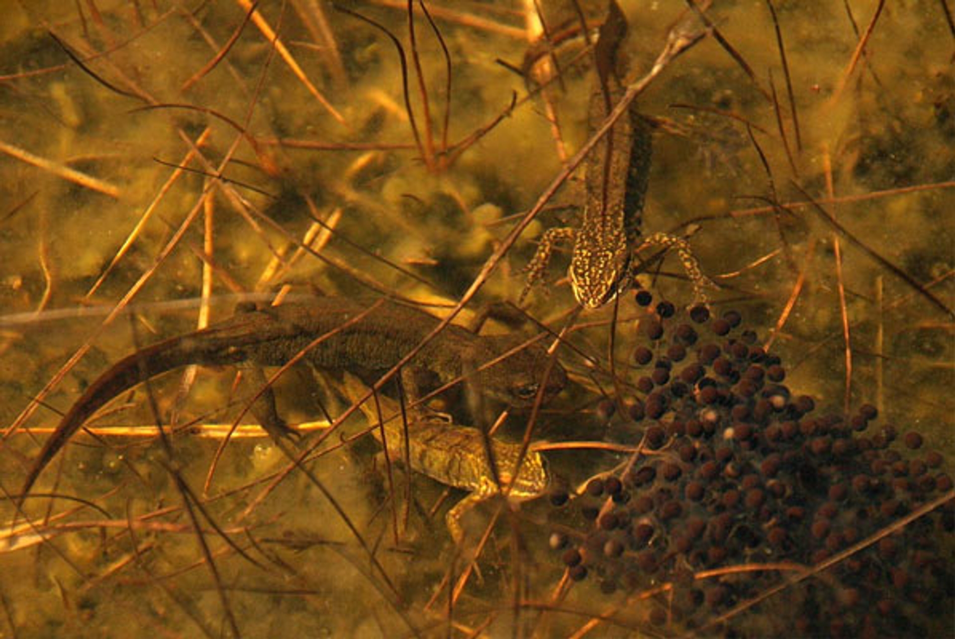 salamander6-Fotograaf--marksloendregt