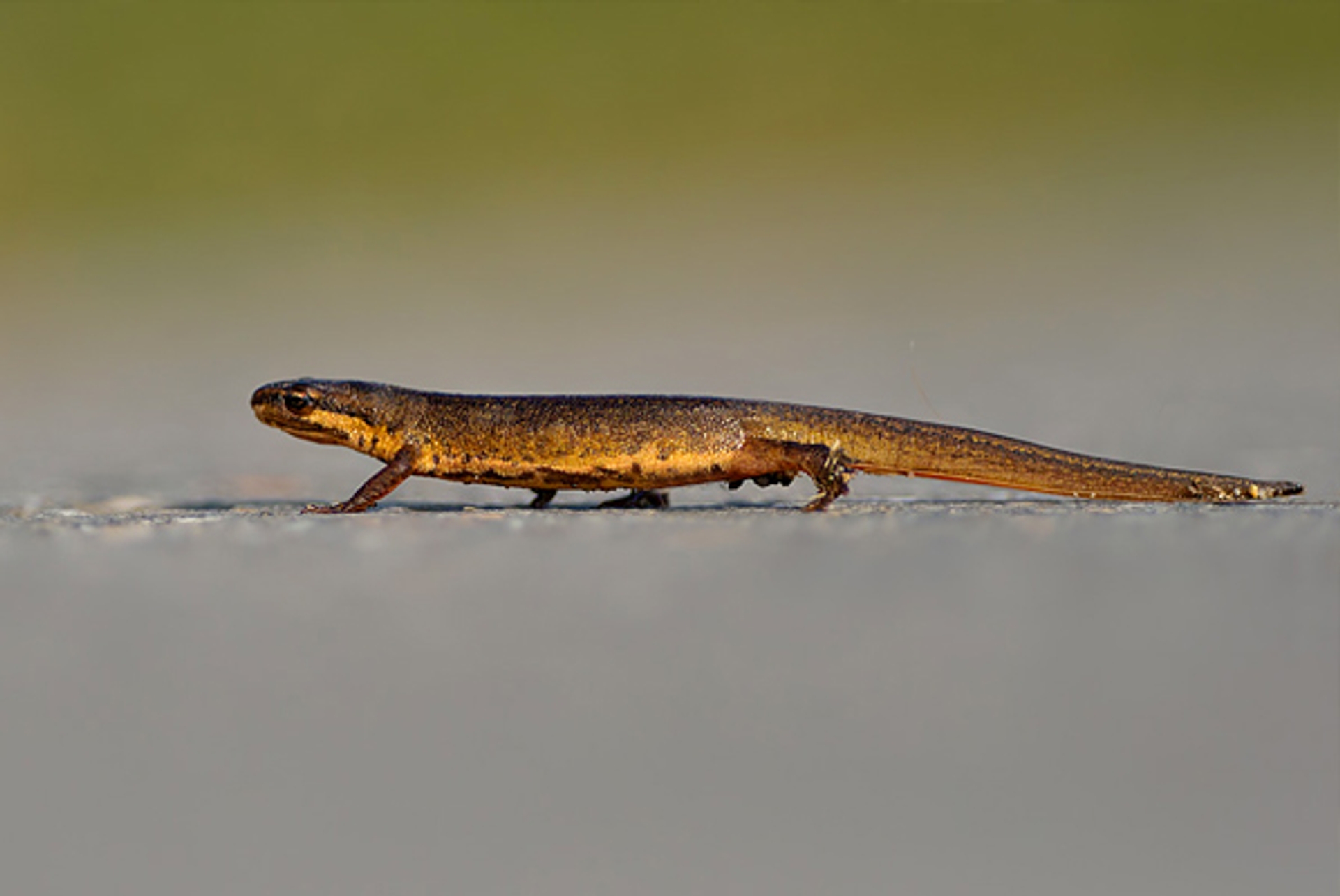 watersalamander