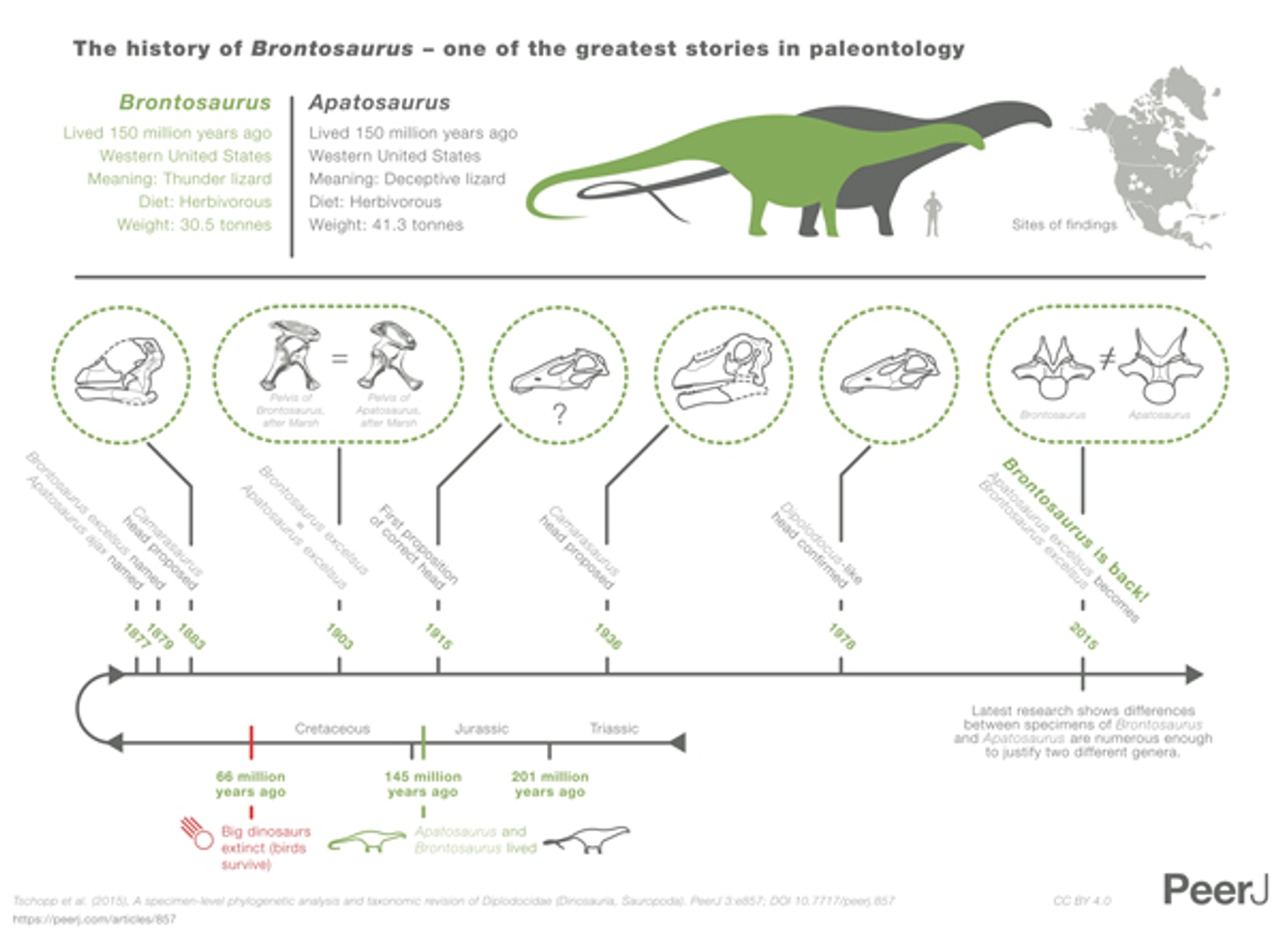 Brontosaurus_infographicRES