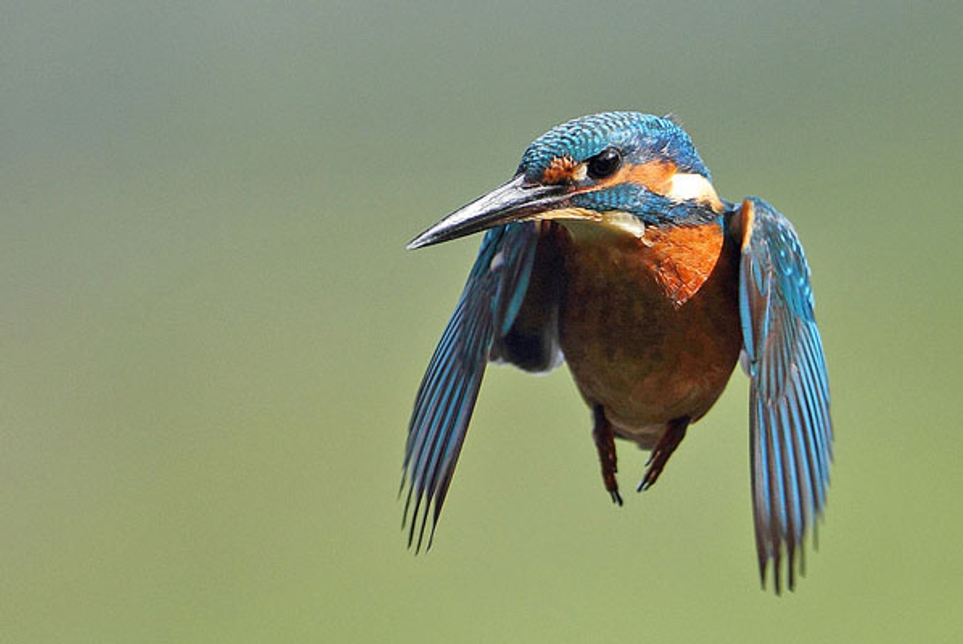 IJsvogelbidden_kasteelheertje