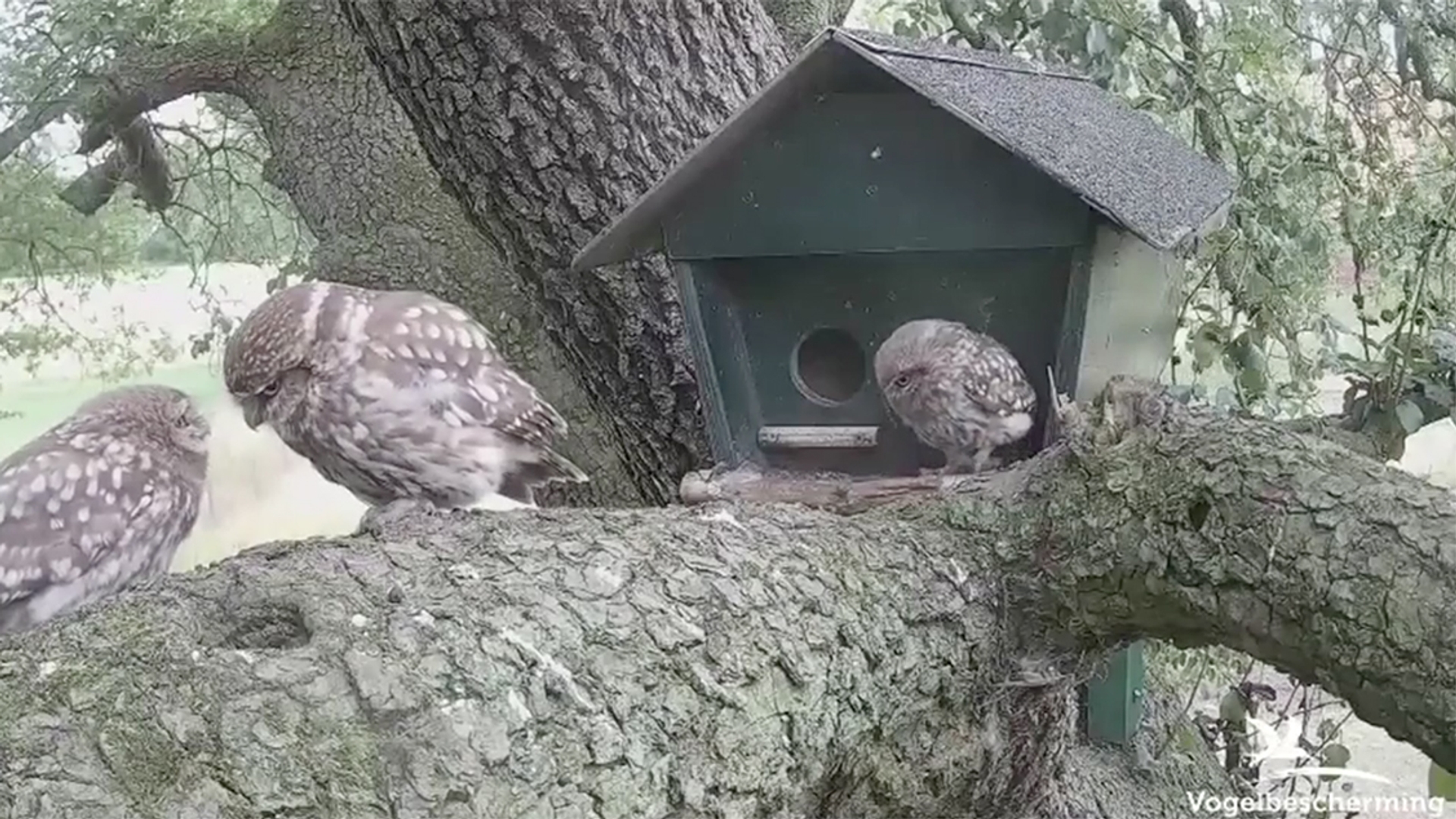 Beleef De Lente 2020 De Cameras Staan Weer Aan Vroege Vogels Bnnvara