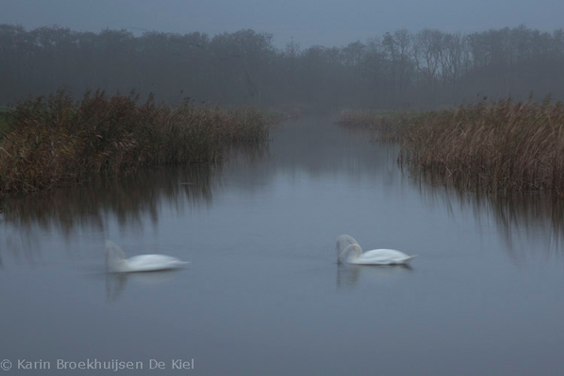 fotografie__zwanen