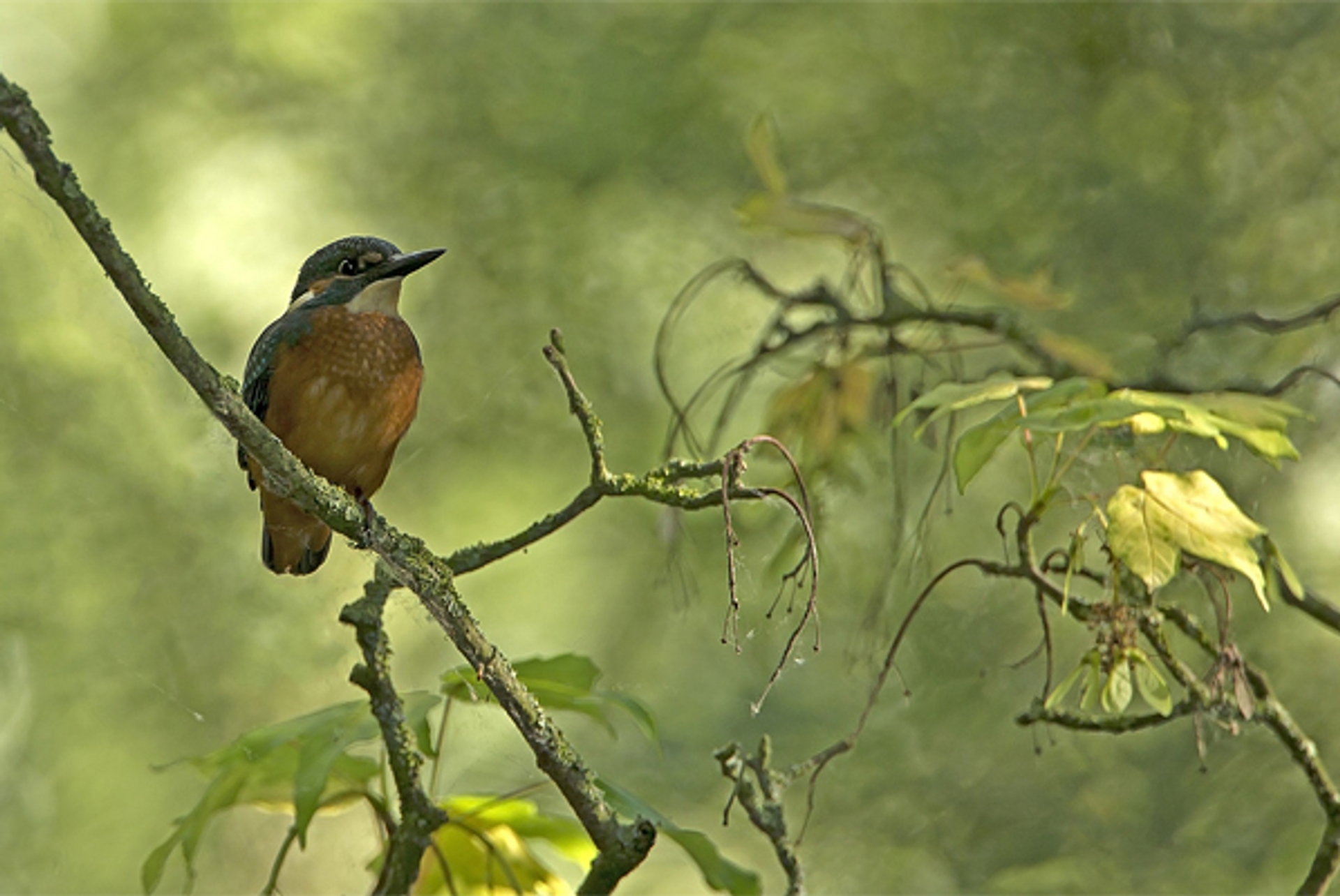 ijsvogel_sjaakvogel