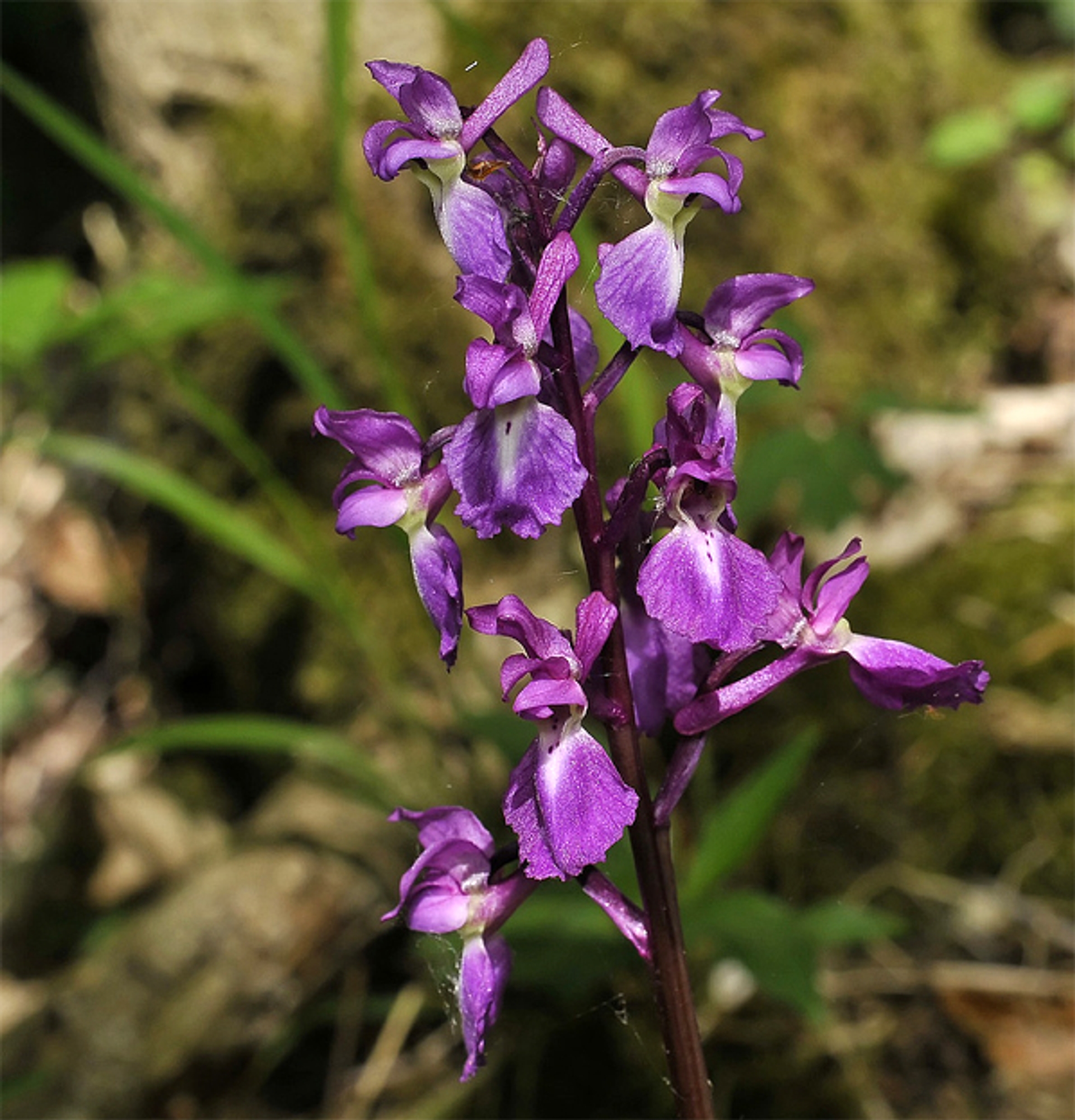 mannetjesorchis_Brouwer2112