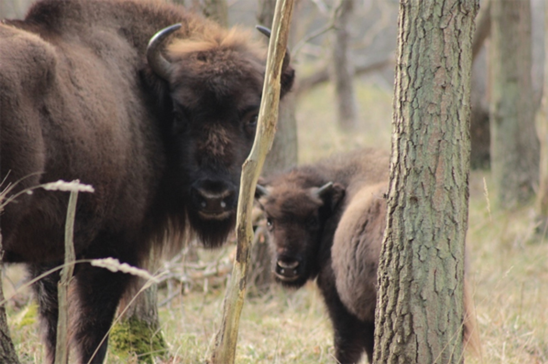 wisent-vogelspotter72