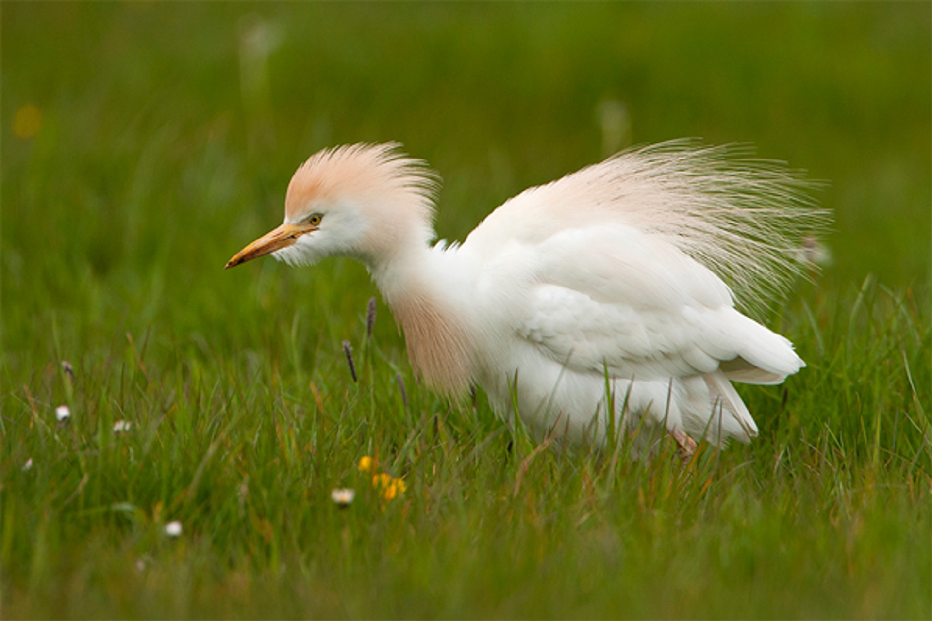 koereiger-willemdewolf