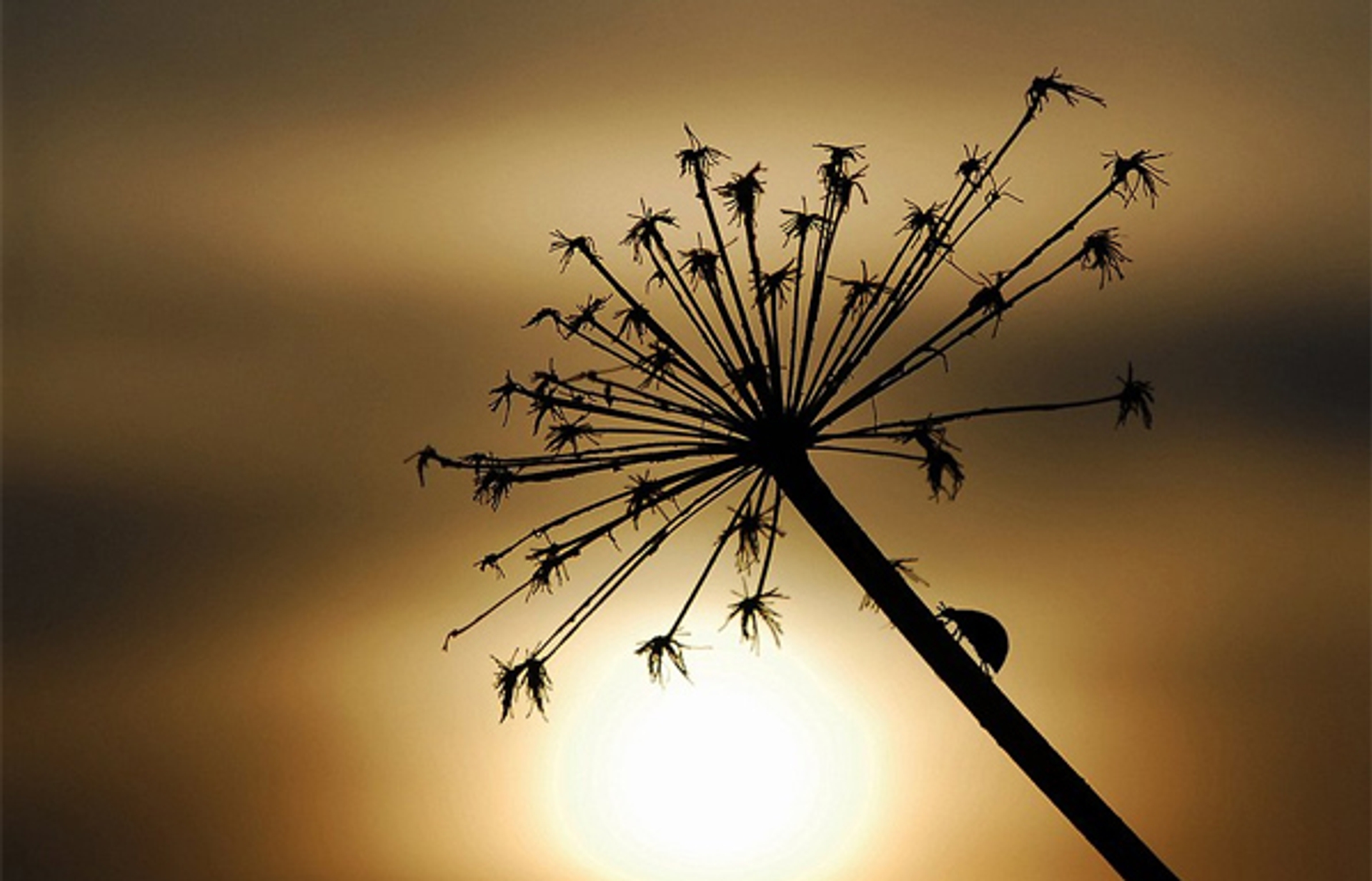 silhouet-kever-tillymeijer