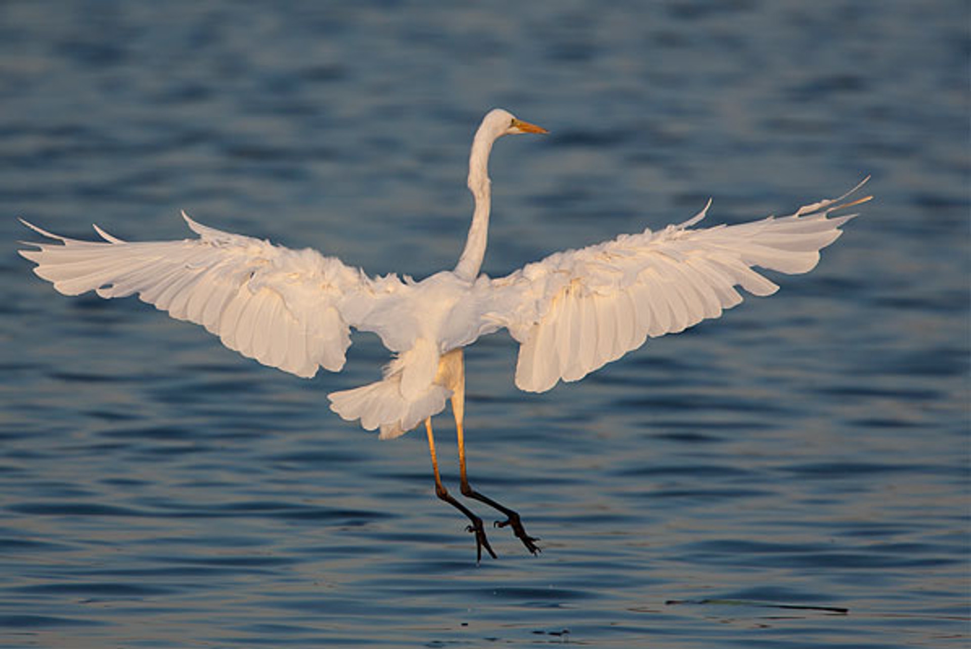 zilverreiger3