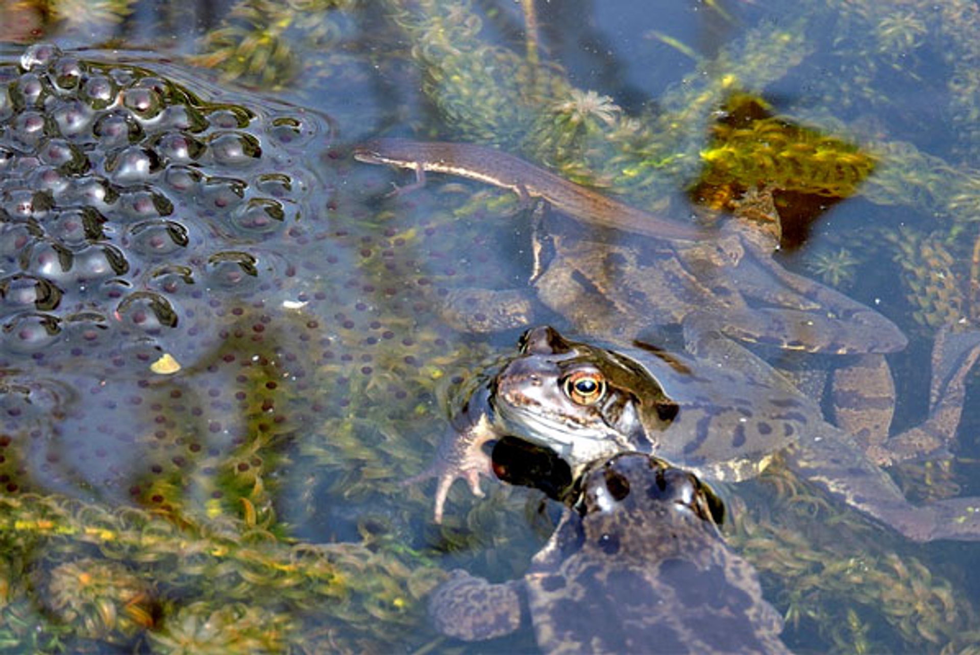 salamander2-Fotograaf--vroucolacas_01