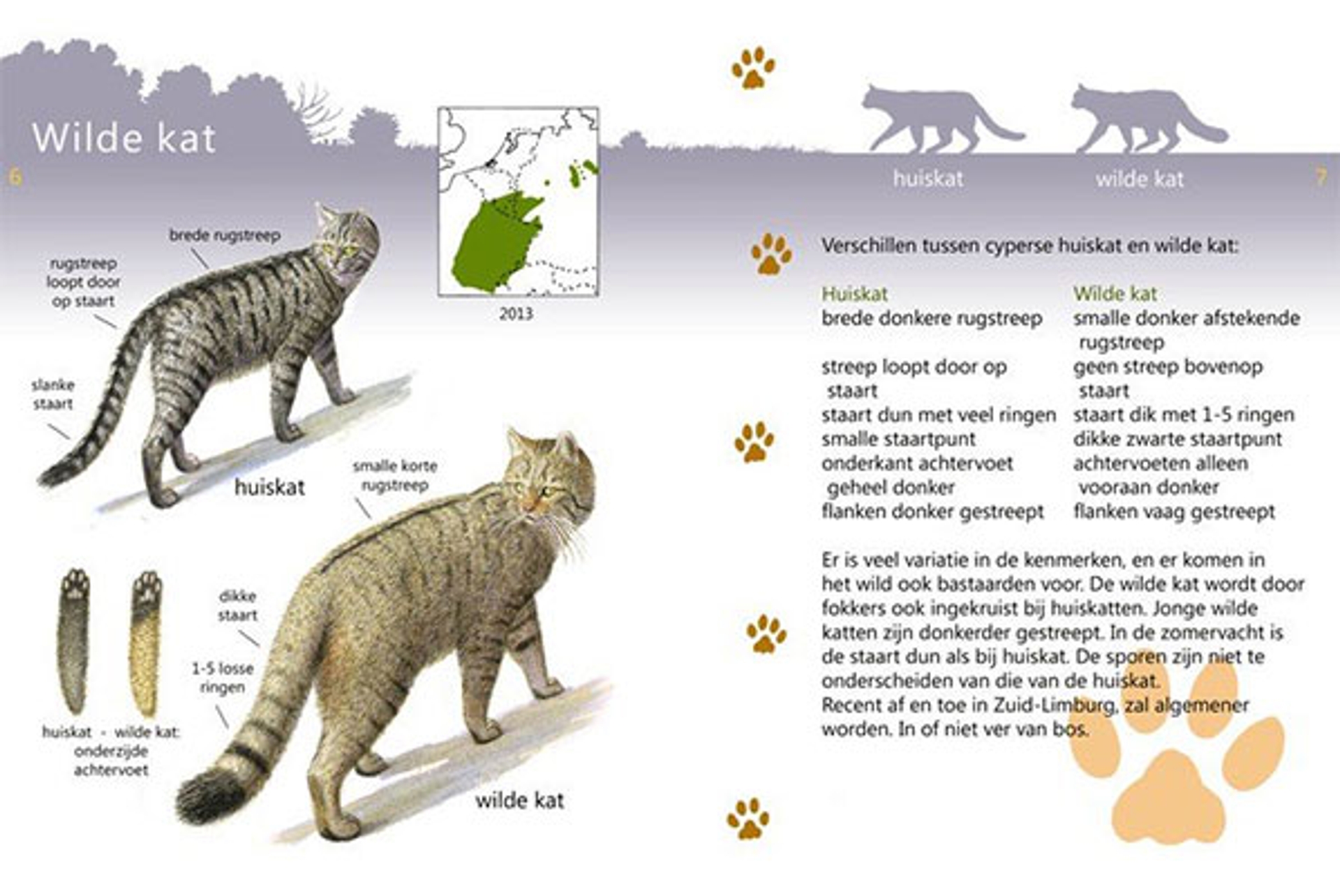 wilde-kat-verschil_Jeroen-Helmer