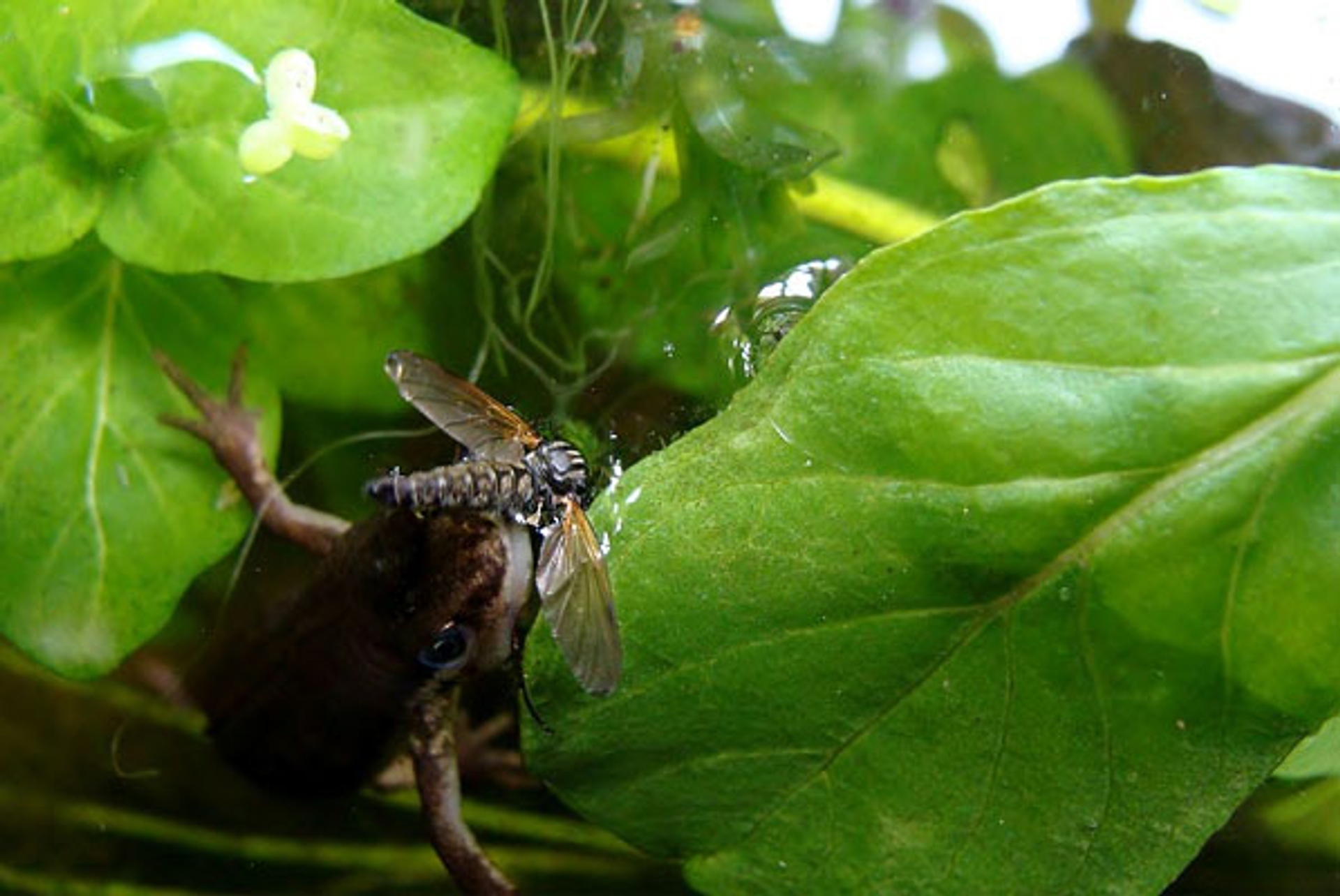 salamander3-Fotograaf--Teun54