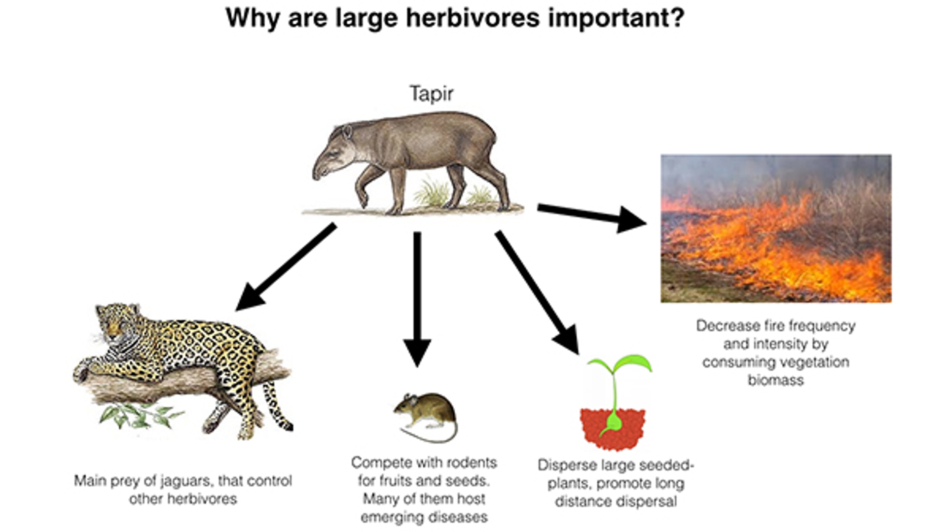 herbivorenschema