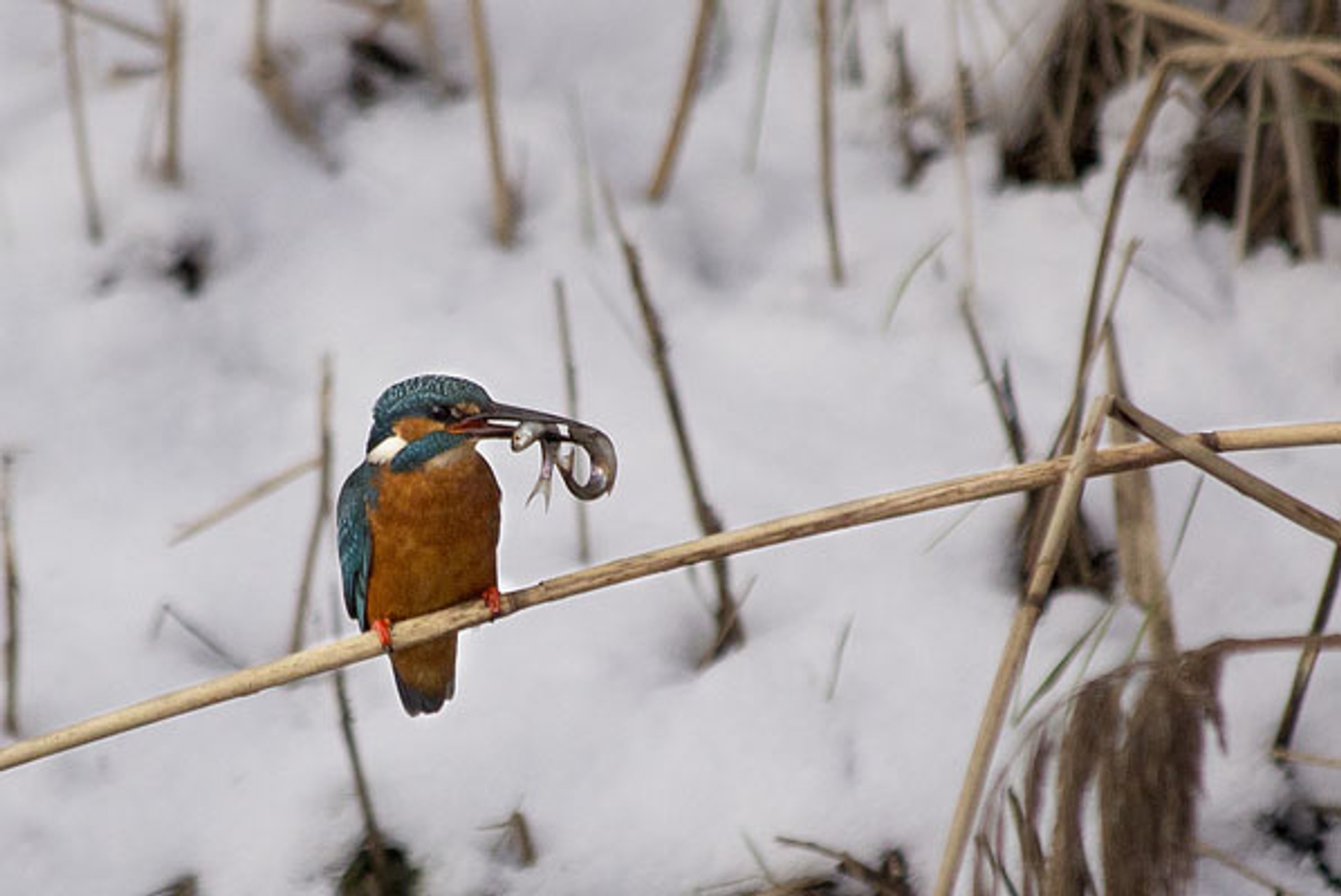 IJsvogelwinter_jleermakers